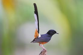 Burung Murai Batu ( Copychus malabaricus ), termasuk salah satu burung Burung Murai Batu ( Copychus malabaricus ), termasuk salah satu burung