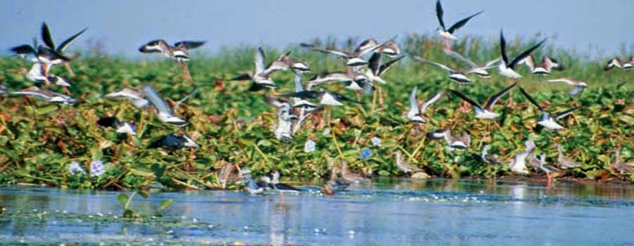 Chilika Nalabana