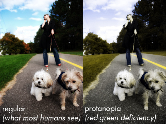 what colors do dogs see are dogs color blind what colors do dogs see are dogs color blind