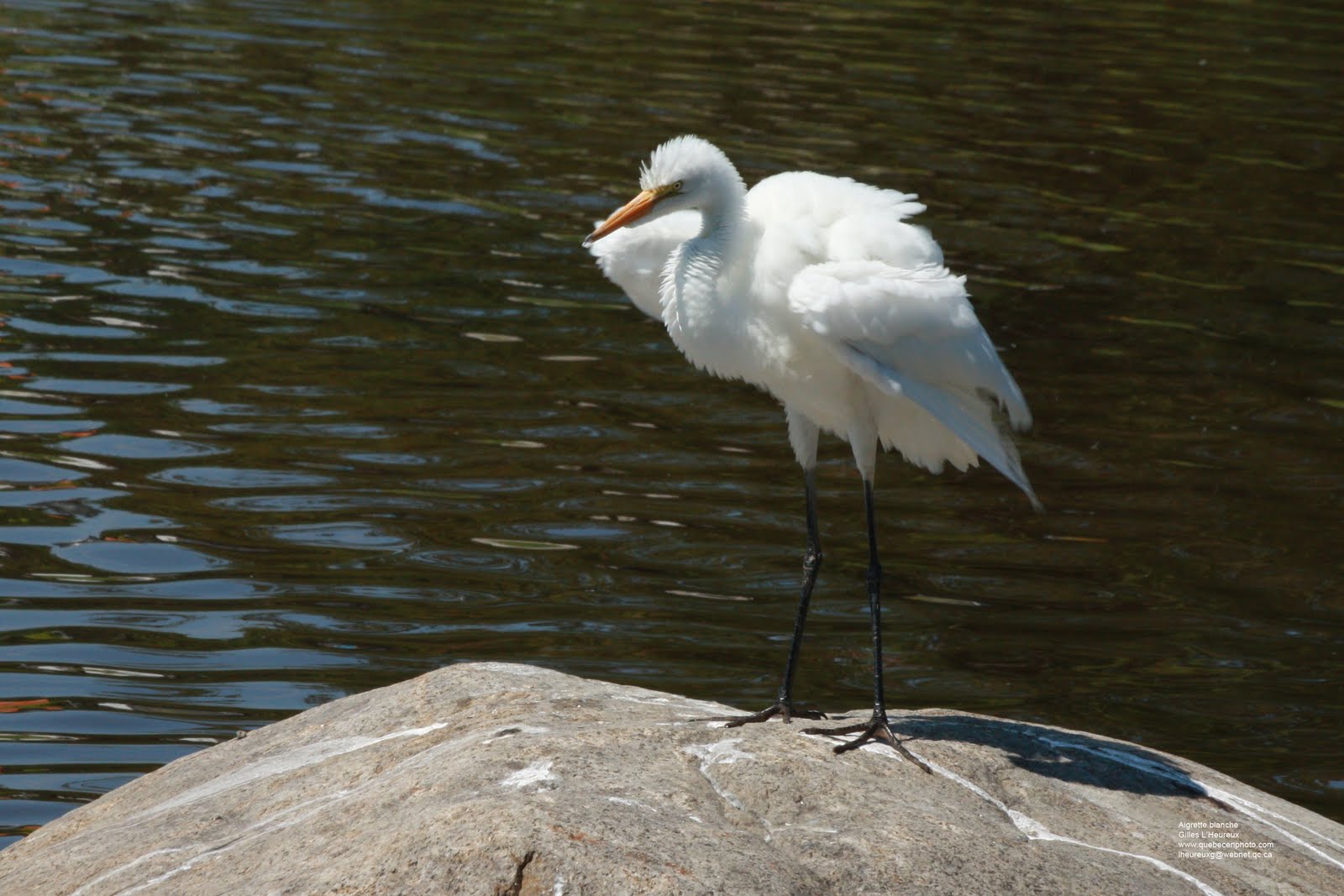 Aigrette Blanche