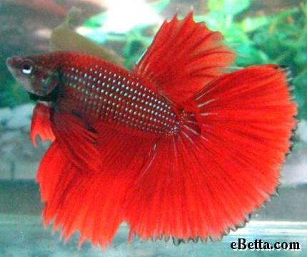 Betta Fish Red
