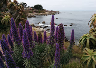 Pride of Madeira (Echium candicans) blooming along the coastal trail, Pacific Grove, California