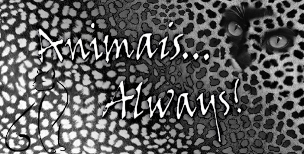 Animais Always