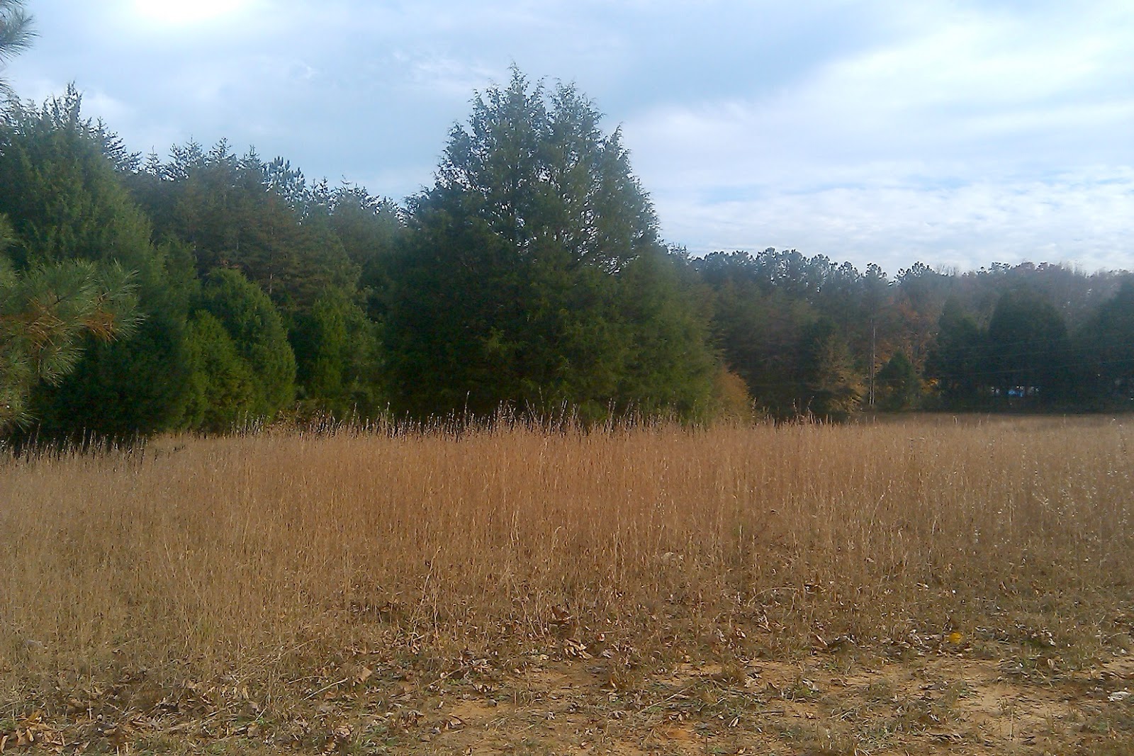 Cedar orchard