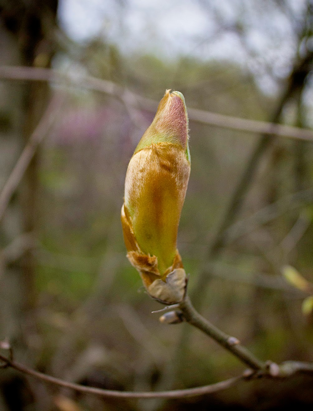 Rurification Tulip Poplar Leaf Bud