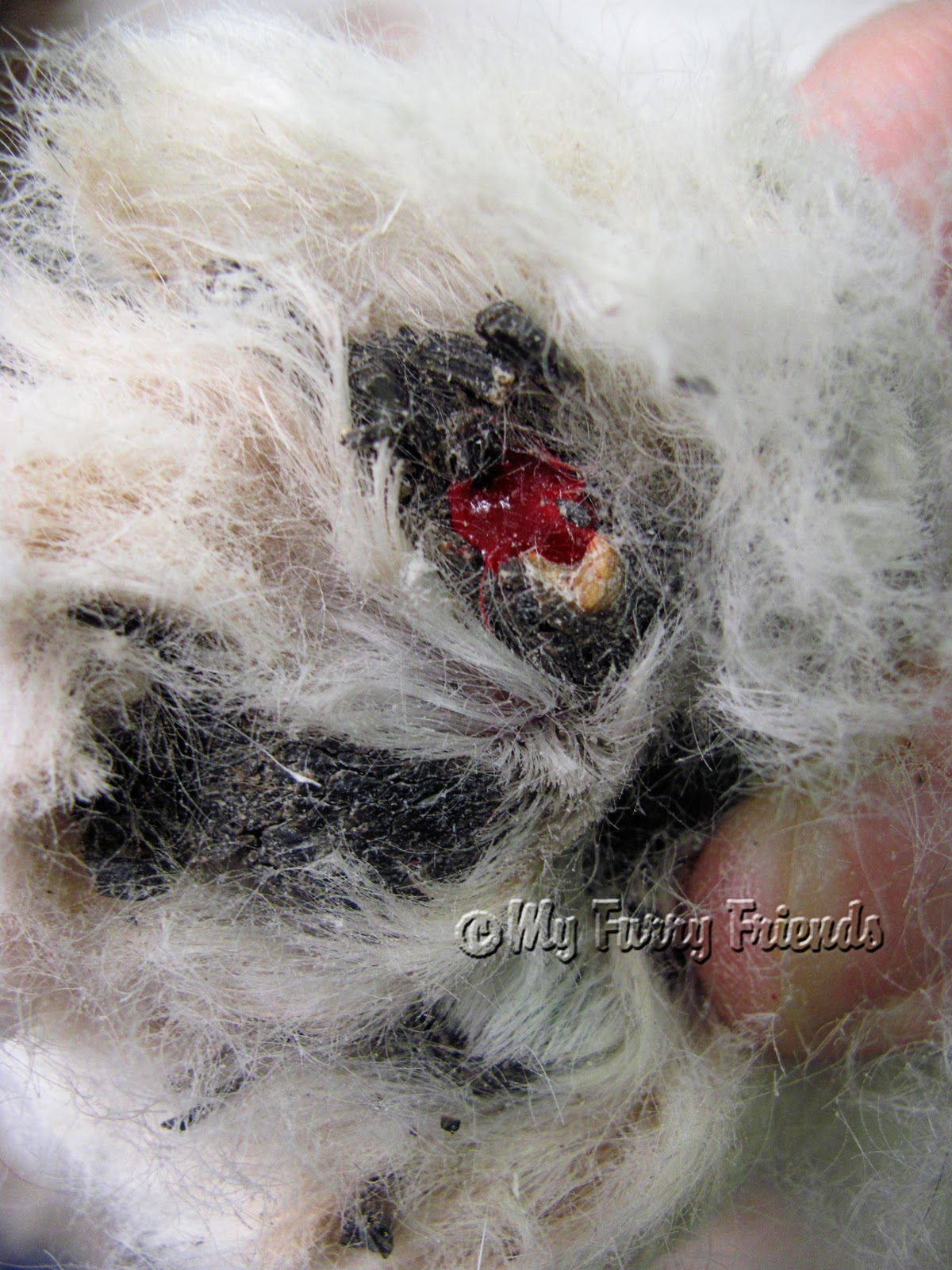 Dog Nail Curled Into Paw Dog Nail Curled Into Paw
