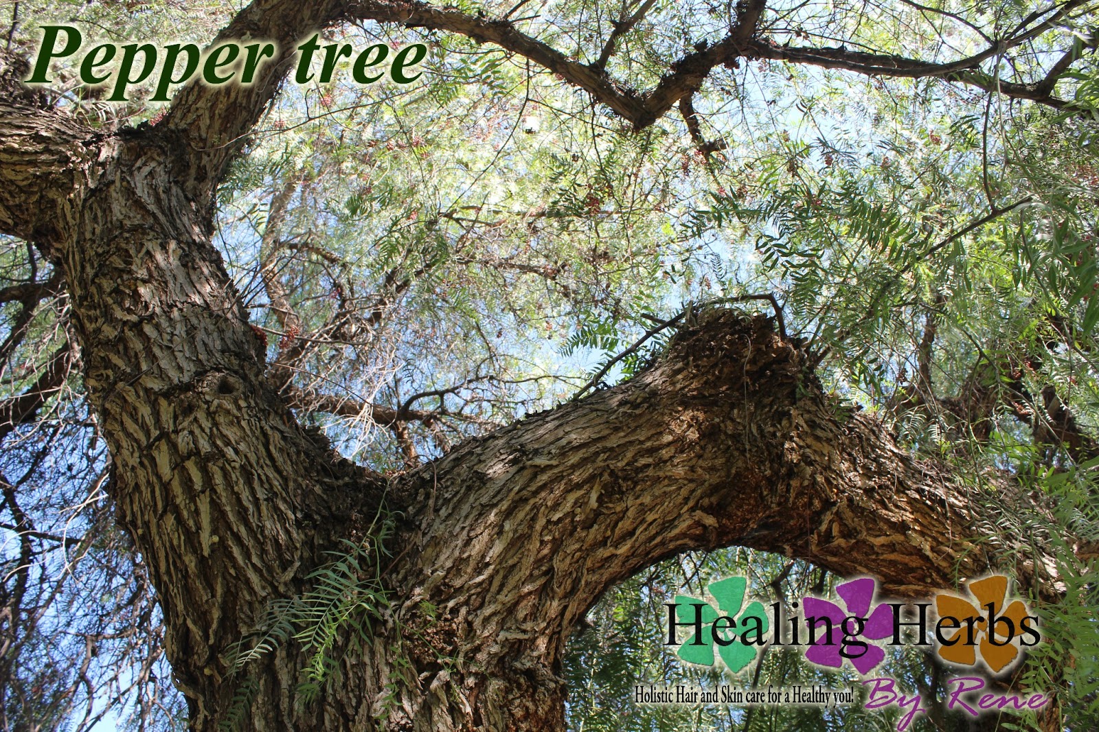 Brazilian+Pepper+Tree ... California Brazilian pepper tree leaf, bark extracts, Medicinal Tree