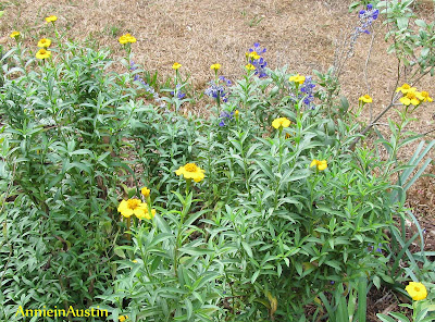 Annieinaustin Mexican Mint marigold