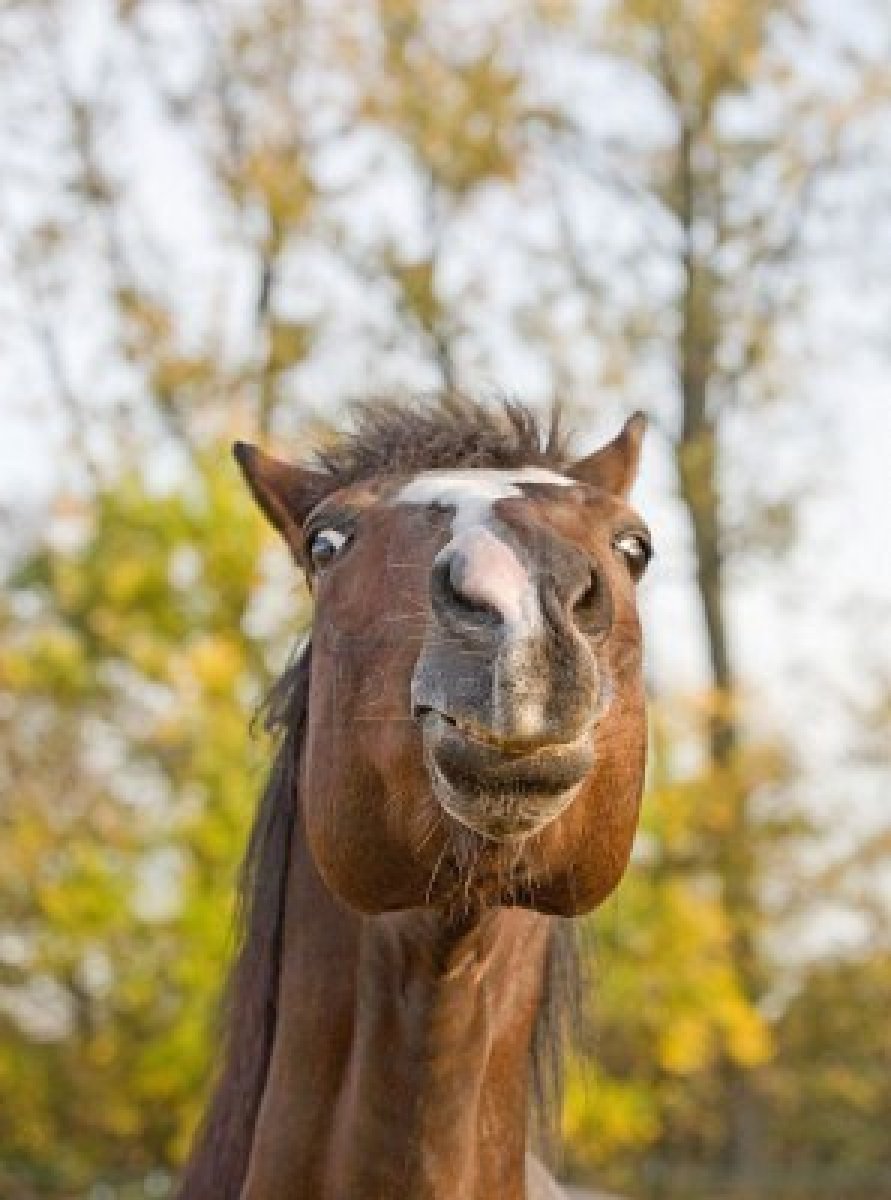 Funny-Horse-Face-04.jpg