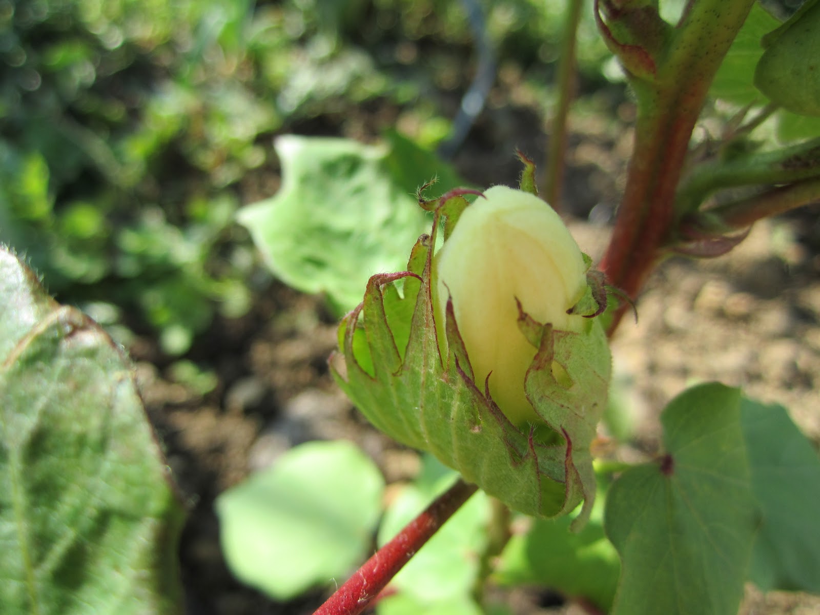 Dyeing to Spin Cotton Buds