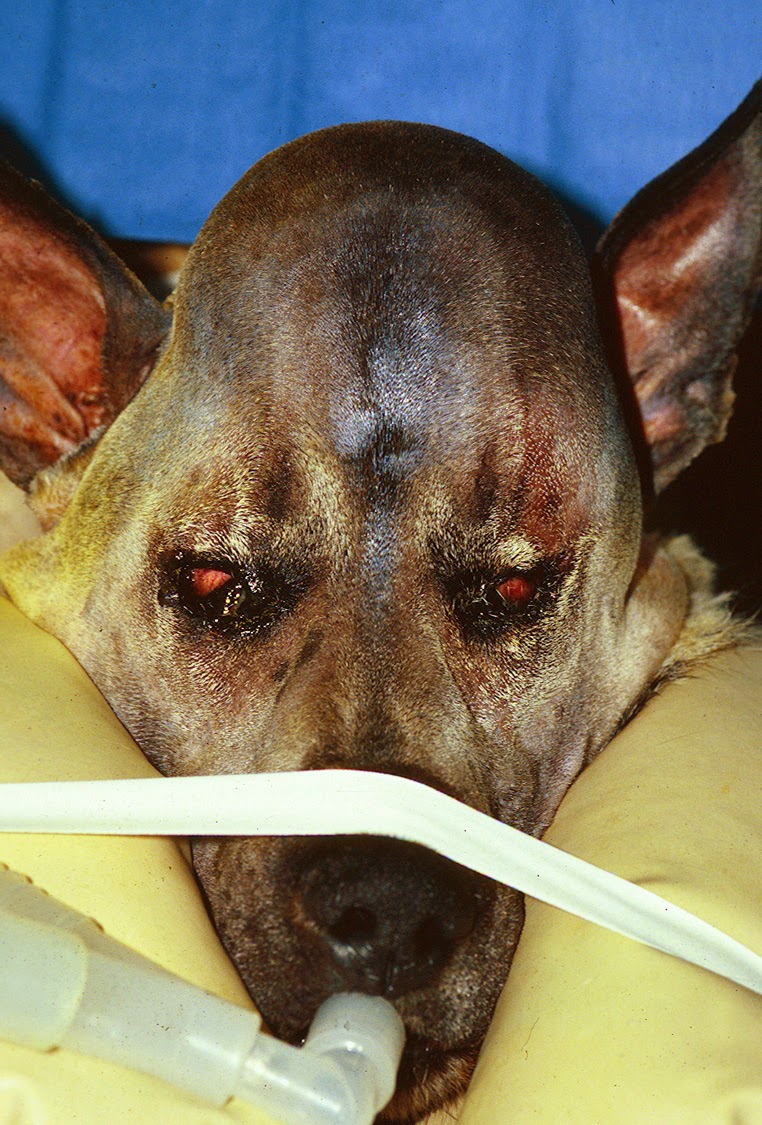 osteosarcoma dogs osteosarcoma in dogs skull www imgkid the image kid has it osteosarcoma dogs osteosarcoma in dogs skull www imgkid the image kid has it