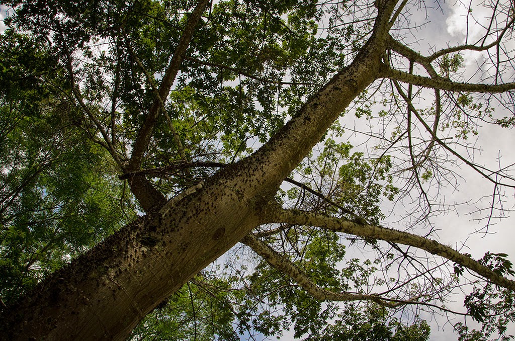 Clavellina iteso detalle Fotocuates. . .: Una Ceiba en Palenque, Chiapas.