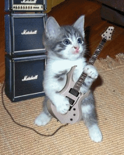 Gambar Kucing Bergerak Main Gitar Gambar Kucing Bergerak Main Gitar