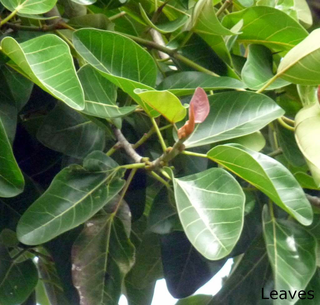 Nuga, Mahanuga/Ficus benghalensis Herbal plants Sri Lanka