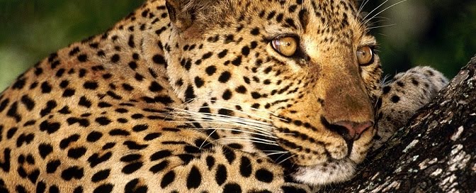 Reflexões do Leopardo