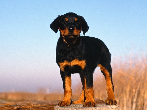 Rottweiler Puppies Rottweiler Puppies