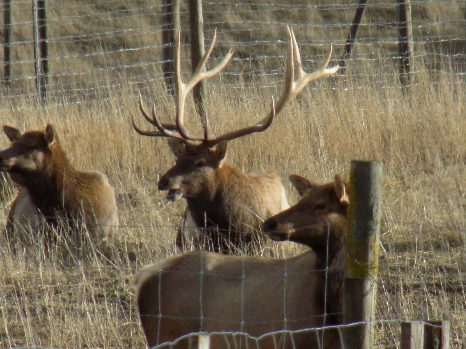 The Next Chapter In My Life Elk Farm