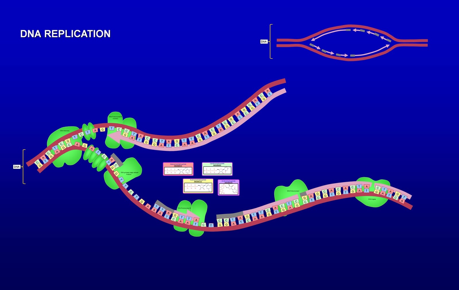 dna replication at the The first step in dna replication is the separation of the two dna strands that make up the helix that is to be copied dna helicase untwists the helix at locations called replication origins. dna replication at the The first step in dna replication is the separation of the two dna strands that make up the helix that is to be copied dna helicase untwists the helix at locations called replication origins.