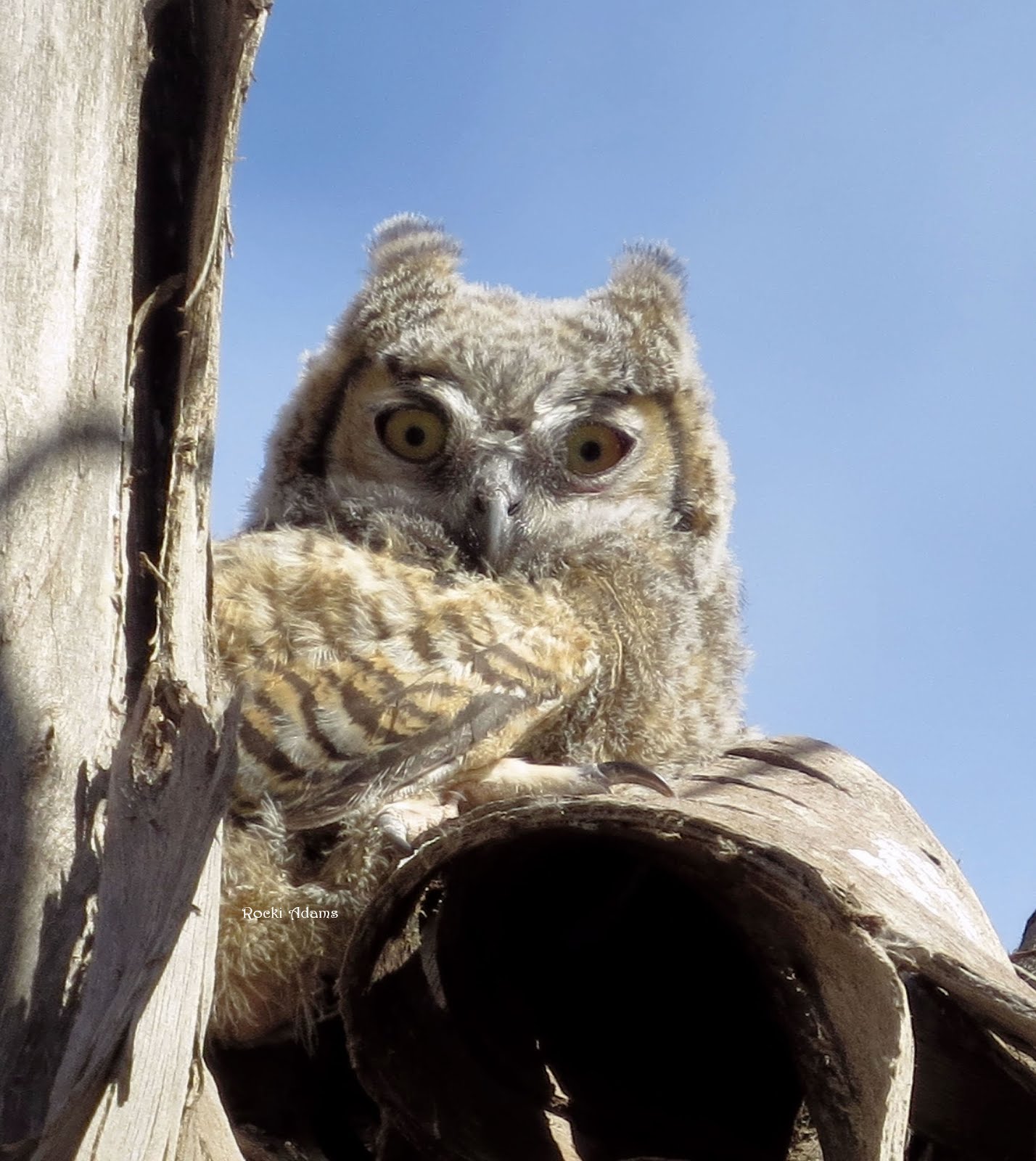 Great Horned Owl