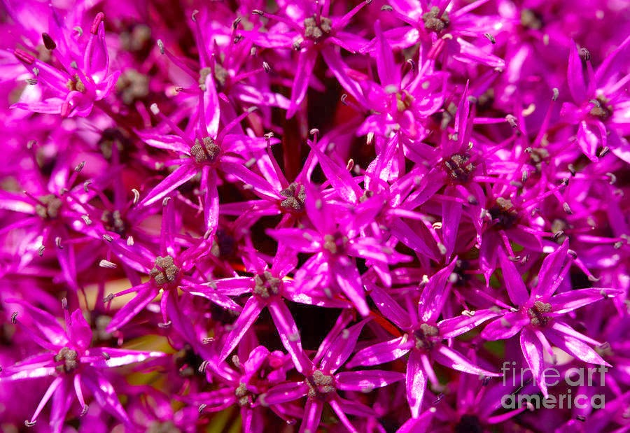 The Allium giganteum Unseen Pictures 4 You