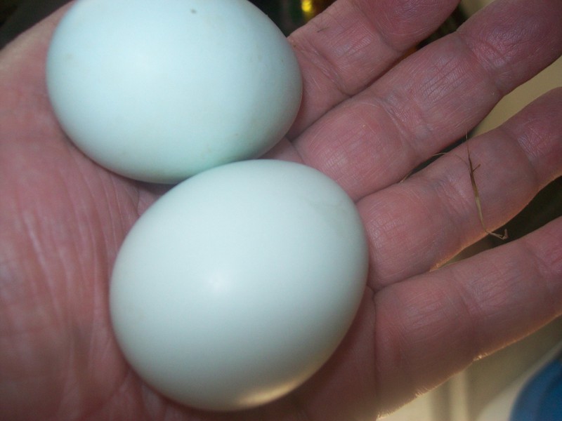 Silkie Eggs