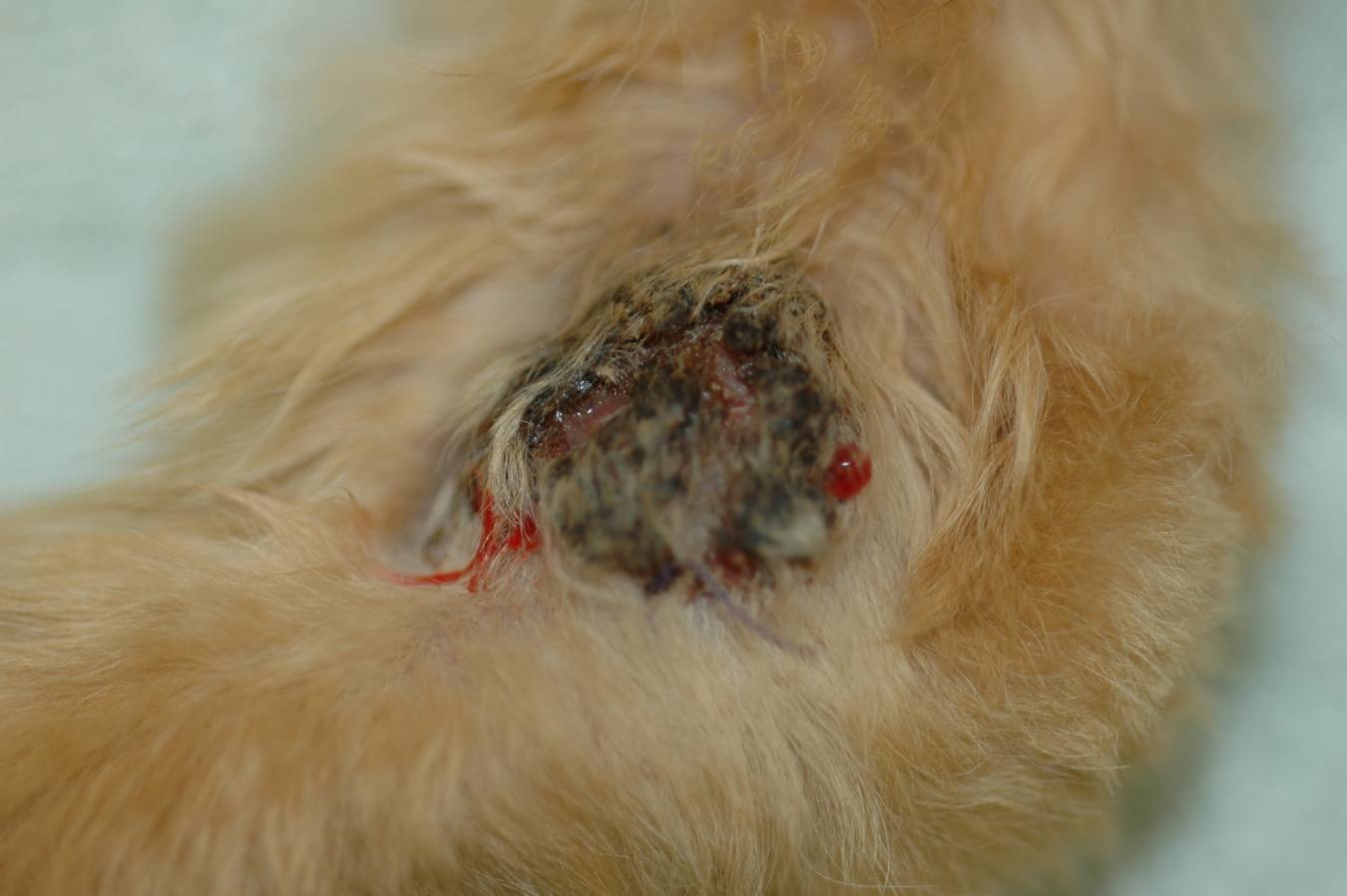 facial cancer in cats mother daughter sex nude
