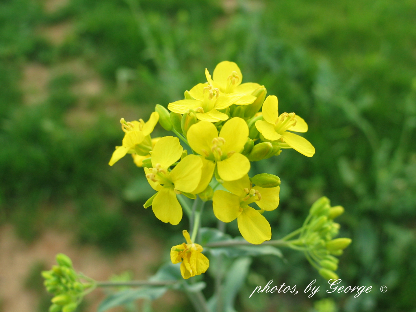 "What's Blooming Now" Field Mustard (Brassica rapa)