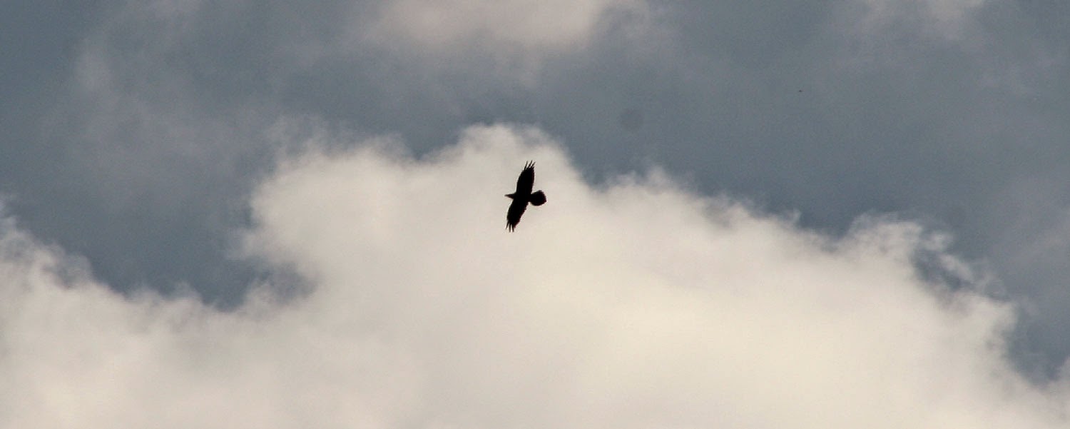 I think this is an Eagle I think this is an Eagle