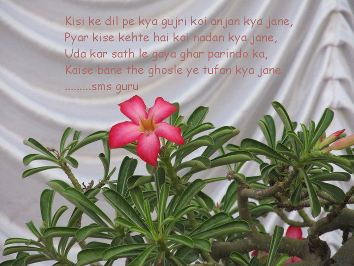 Friends Sms Messages