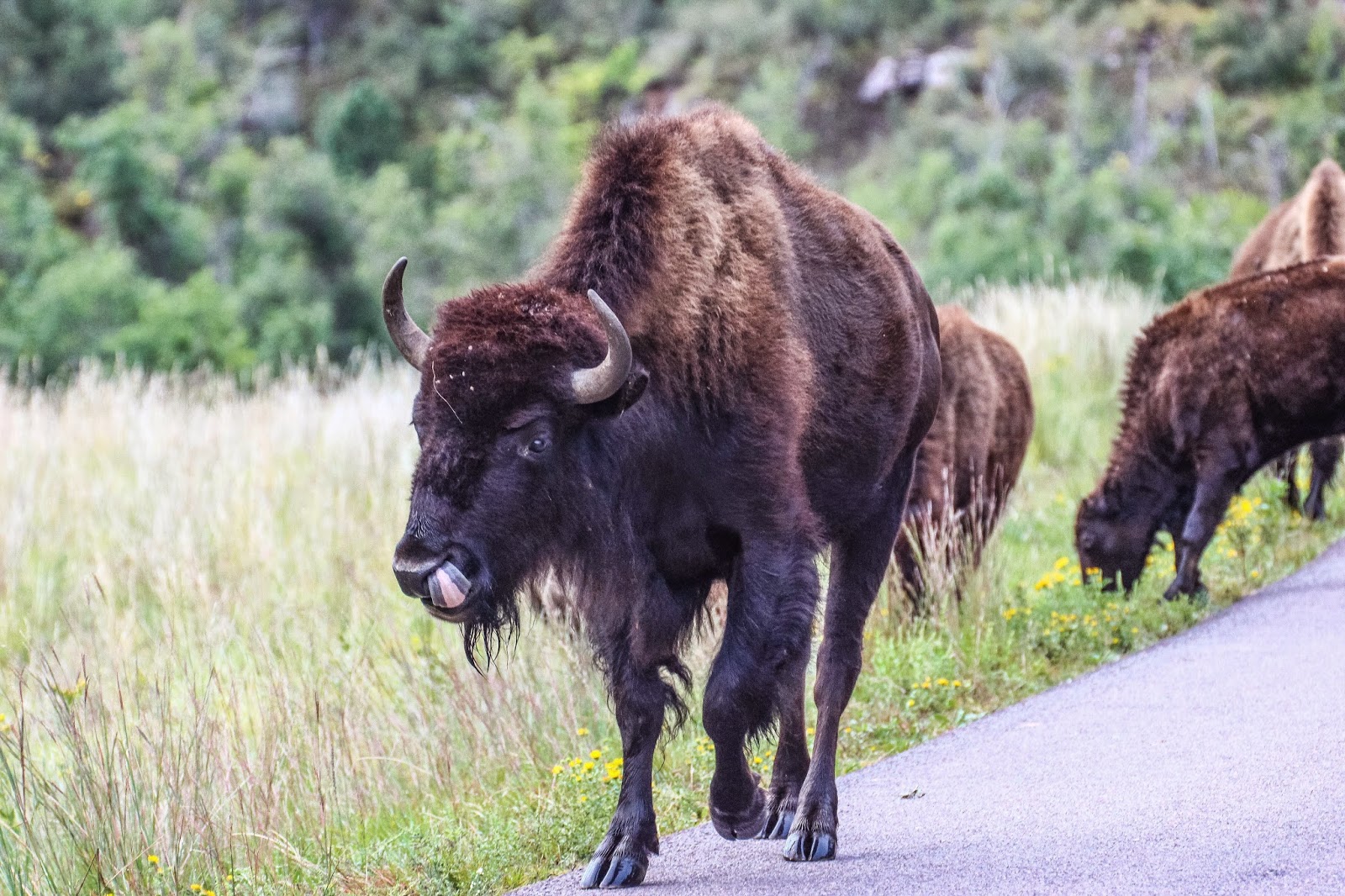 Cannundrums Plains Bison South Dakota
