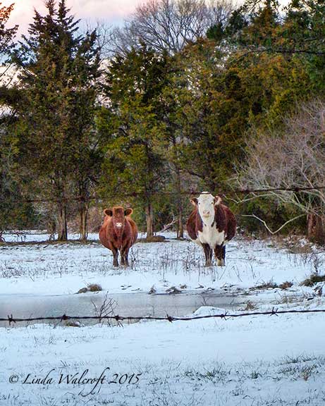 two cows in snowy field
