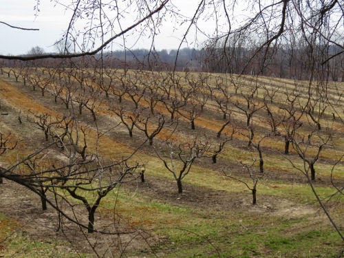 apple orchard