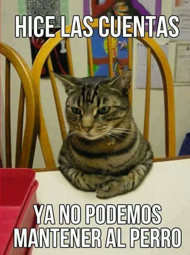 Entre perros y gatos