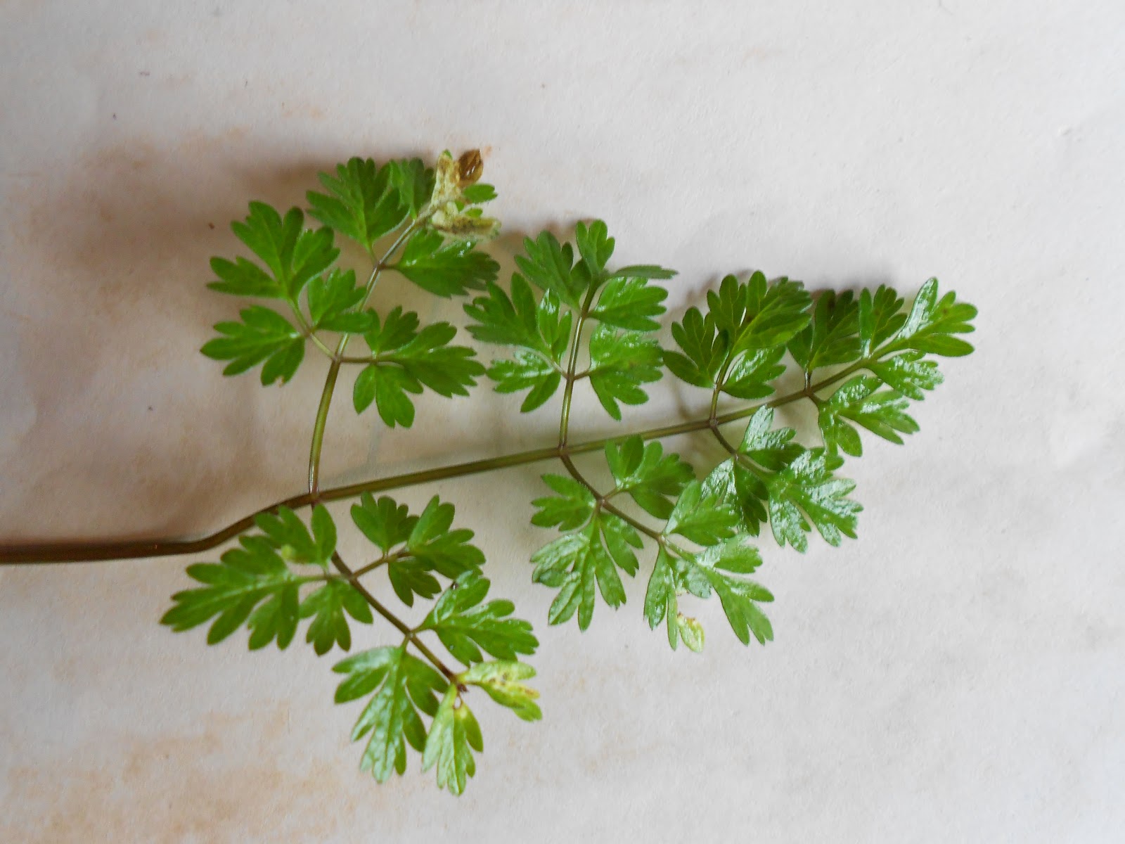 Tony's Blog Keck, Kicksies and Cow Parsley