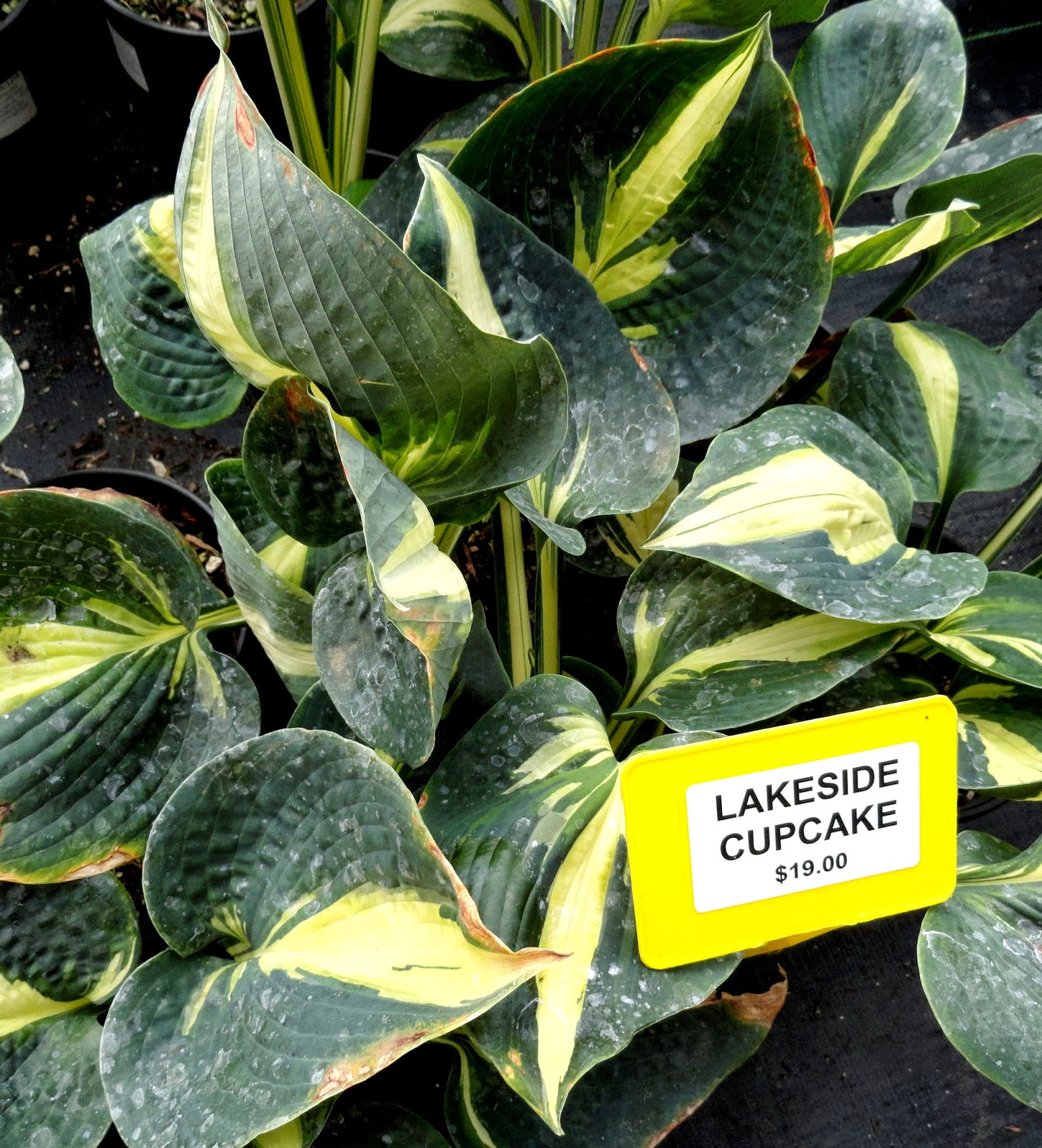 danger garden A visit to Sebright Gardens…