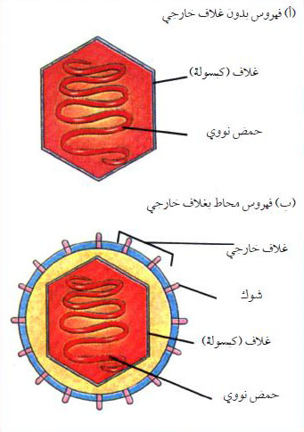 ارسم شكلا تخطيطيا للفيروس بين اجزاءه
