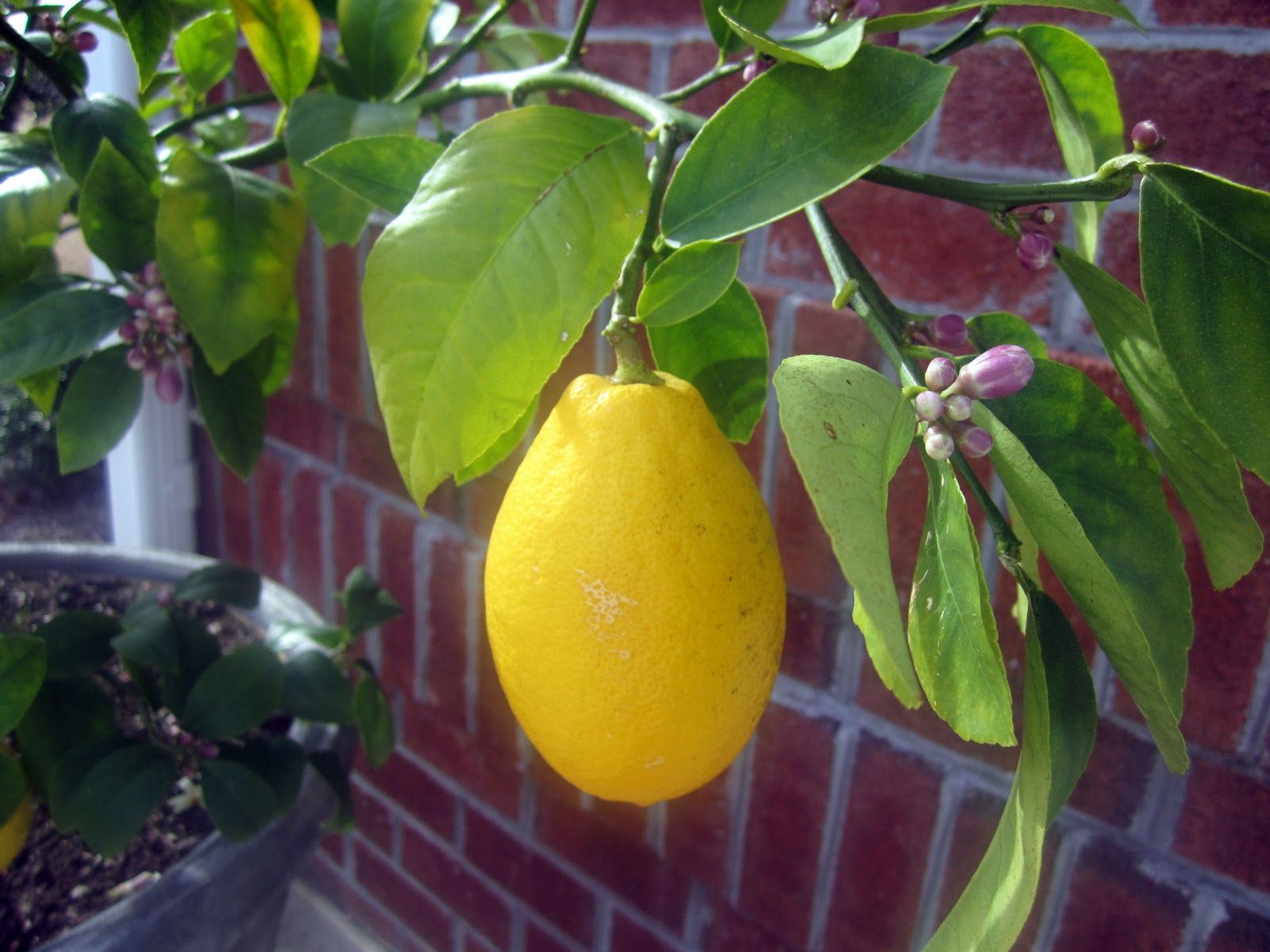 Judy's Kitchen MEYER LEMON TREE IN A POT