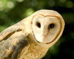 Barn Owl - From the Family "Tytonidae"