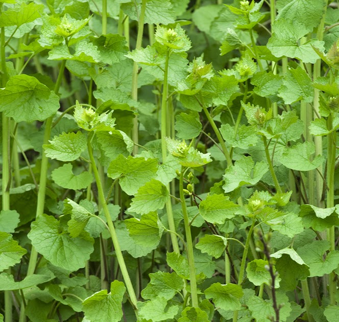 The 3 Foragers Foraging for Wild, Natural, Organic Food Garlic