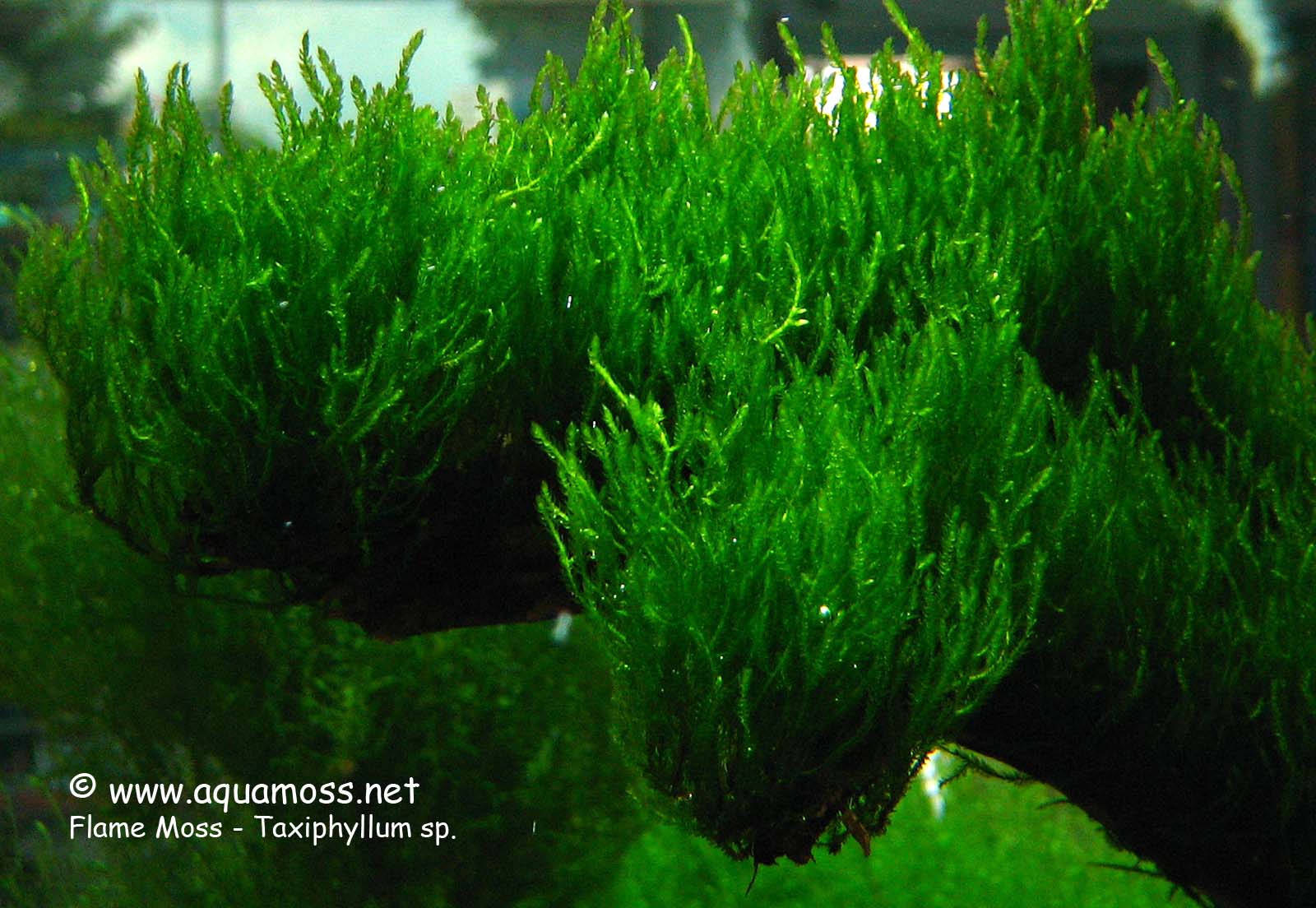 Moko Aquascape Shop MOSS