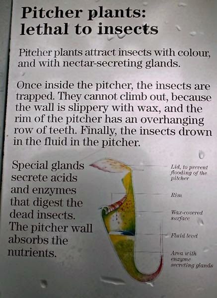 Pitcher Plant Information
