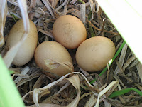 Close up of the four eggs in the nest.