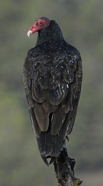 Female Turkey Vulture