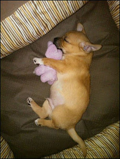 Funny Puppies Playing Funny Puppies Playing