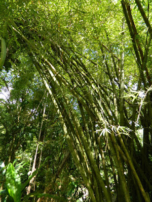 Bamboos at Diamond Botanical Gardens, Soufriere, St. Lucia
