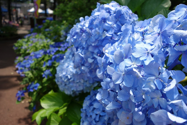 Hydrangea Ajisai Festival Toshimaen