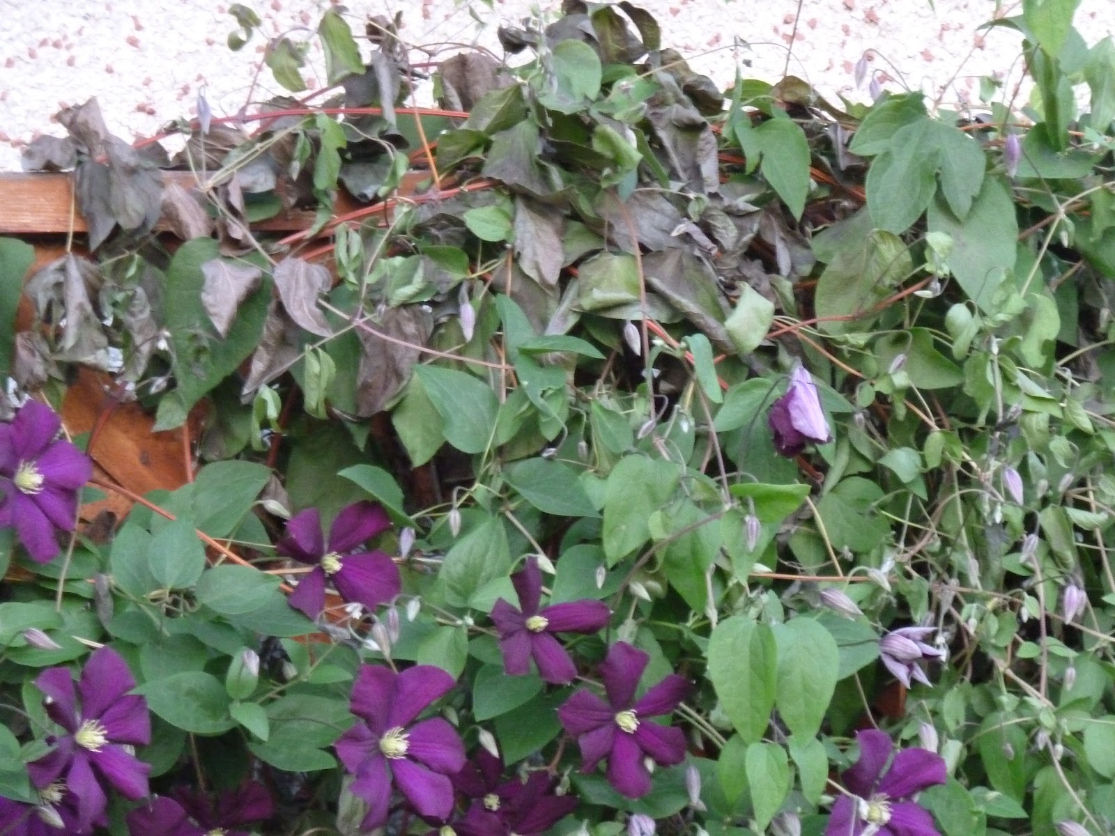 Why Clematis Wilt Will Make You Cry. . . Growing Wisdom Blog