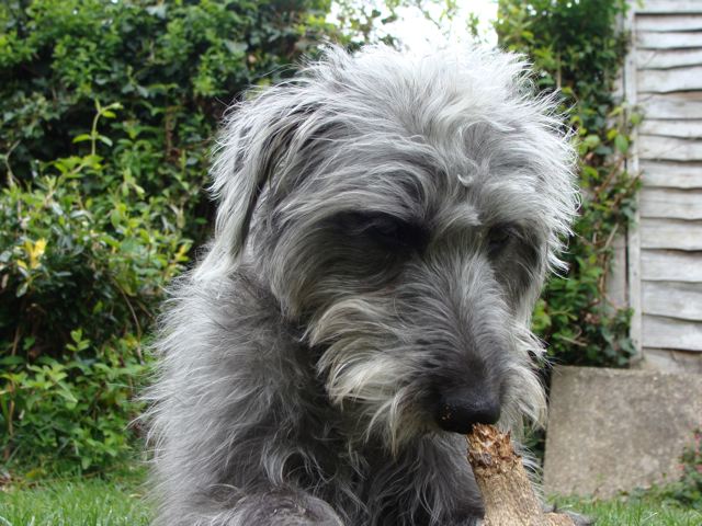 bedlington whippet lurcher