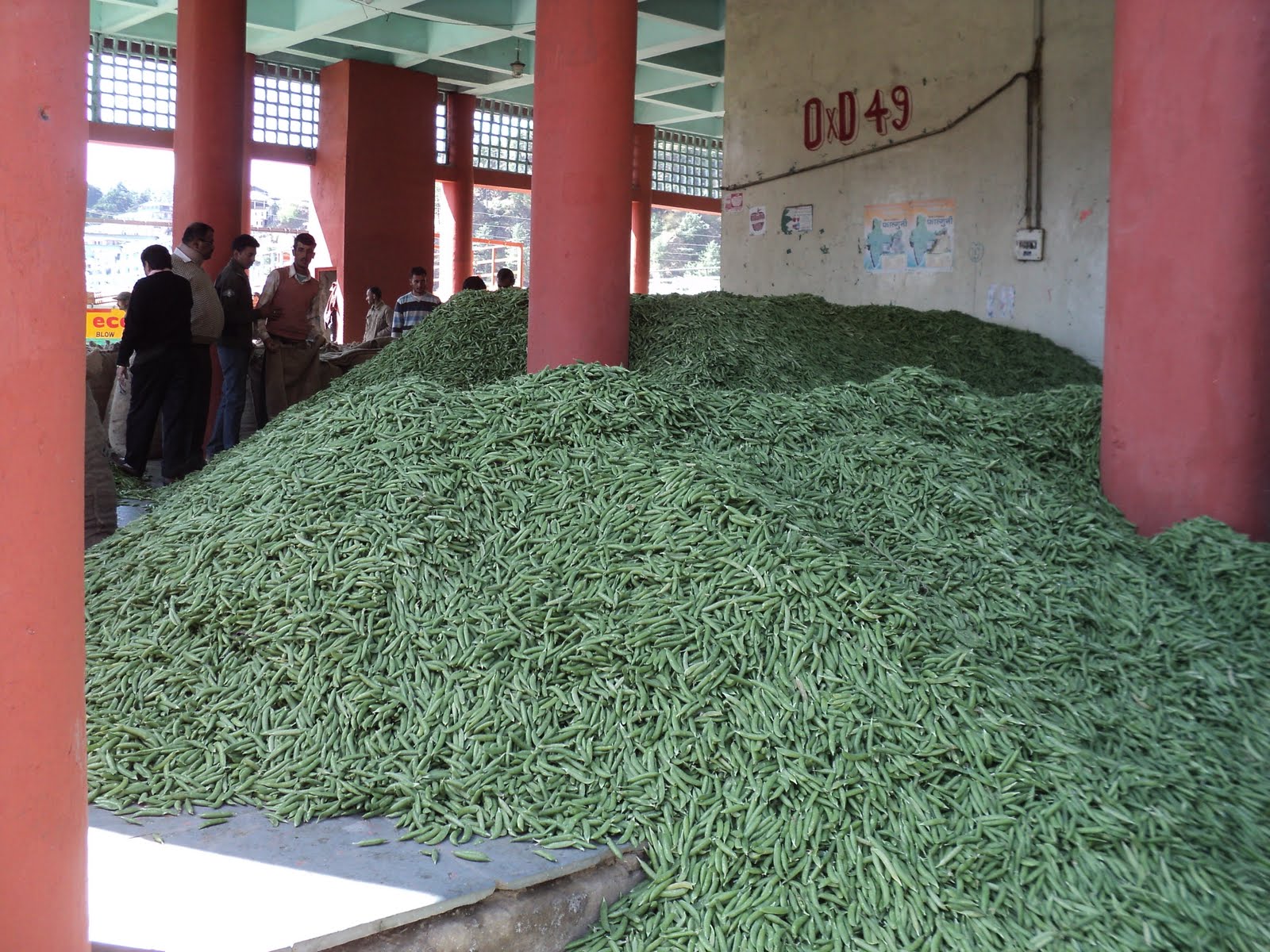 My World Fruits and Vegetables in Himachal