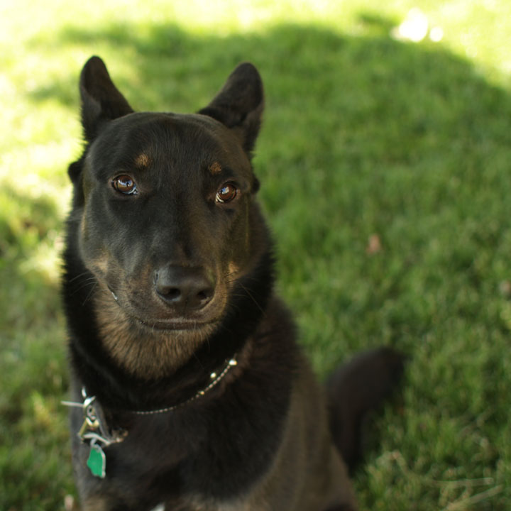 king german shepherd king german shepherd king german shepherd king german shepherd